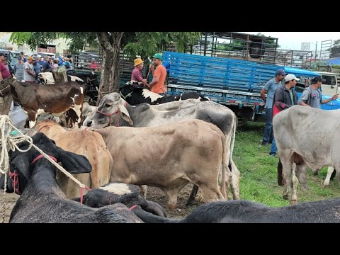 FEIRA DE ANIMAIS DE UMBUZEIRO PARAÍBA 23/05/2025, PESQUISA DE PREÇO 