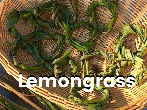 Lemongrass - Harvesting and Drying Lemongrass Leaves