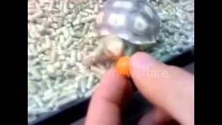 preview picture of video 'Cute Baby Tortoise Trying to Bite Candy'