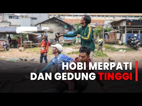 Ruang Hobi Merpati di Jakarta Kian Terdesak oleh Bertambahnya Gedung Gedung Tinggi