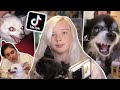 TikTok And The Ab Se Of Small Dogs