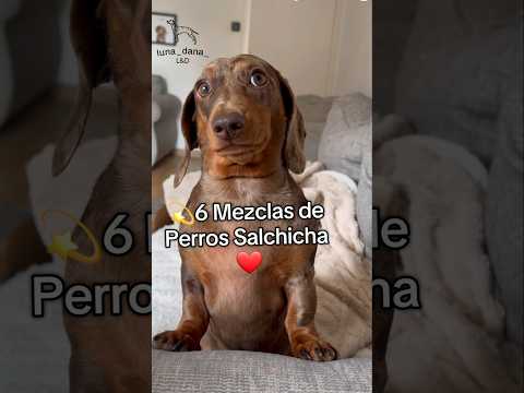 6 MEZCLAS de PERROS SALCHICHAS que quizás NO CONOCÍAS #perros #perrosalchicha #videosgraciosos