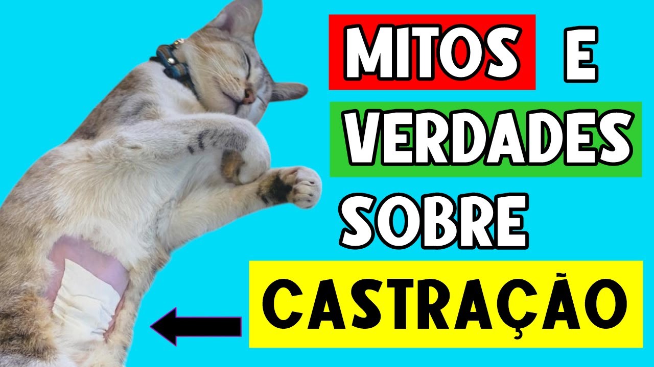 Se você CASTROU seu gato, espero que você saiba DISSO! 🔥