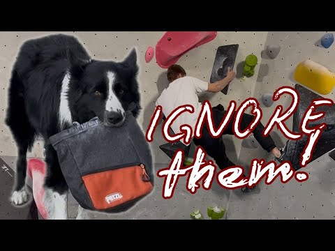 Dogs in Boulder Gyms - The Basics