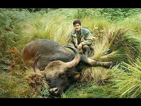 "Old days in Indochina", Seladang (gaur) hunting