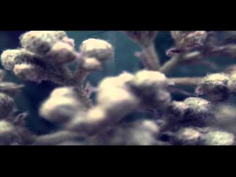 PHARA - BIOC33NTRISMO (FIRST PHARA BEAT, DOPE DnB HORROR TRIP HOP)