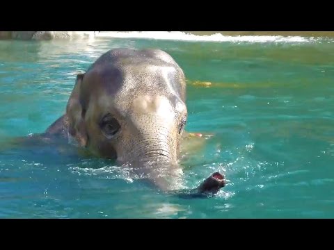 Wasser-Spaß: Zoo-Elefant geht baden