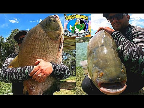 UMA DAS MELHORES MÉDIAS DE TAMBAS PRÓXIMO A SÃO PAULO, ESTÁ AQUI NESTE PESQUEIRO - GARÇA BRANCA !!