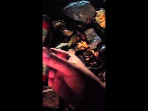 Gold Camp Tunnels Video 3