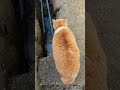 Orange Cat Meows Loudly For No Reason On Aoshima Island