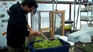 preview picture of video 'Aquaponics: Documentary about Main Streets Farm, Homer NY'