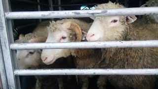 $$$ Selling Market Lambs