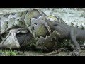 huge python swallowes an alligator/питон проглотил аллигатора ...
