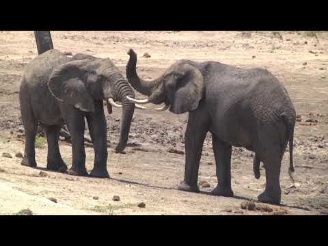 Young bull Elephants pushing and wrestling to see who is boss