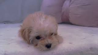 ハーフ犬の動画01