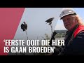 Nest jonge zeearenden aan de rand van de stad