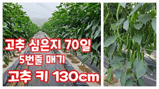 고추줄 5단 키 130cm  스타골드 [고추재배방법]
