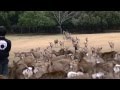 Nara : attracting deer and night illumination 