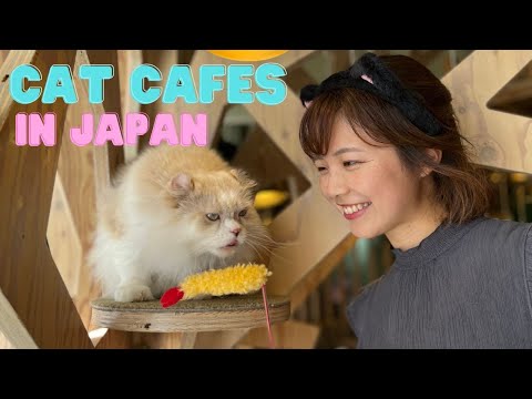 Surrounded by hordes of cats【Cat cafe in Japan】