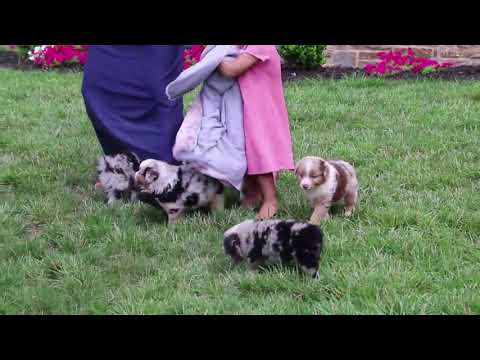 craigslist mini australian shepherd