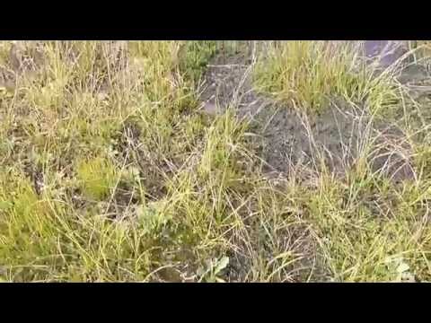 ムビる05510 縁が表側に反るハクサンコザクラの葉 hakusankozakura