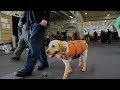 Meet Sage! Working Dog Assigned to USS Gerald R. Ford (CVN 78)