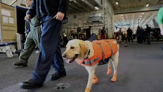 Meet Sage! Working Dog Assigned to USS Gerald R. Ford (CVN 78)