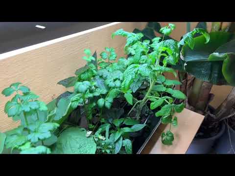 Tvångspollinera paprika och chili för tidig skörd, bananplantan och snubbla på en vattenkanna.