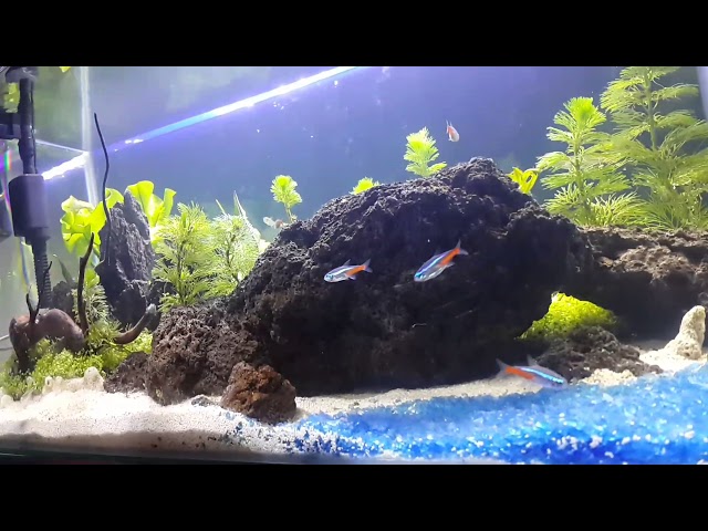 Aquascape konsep minimalis