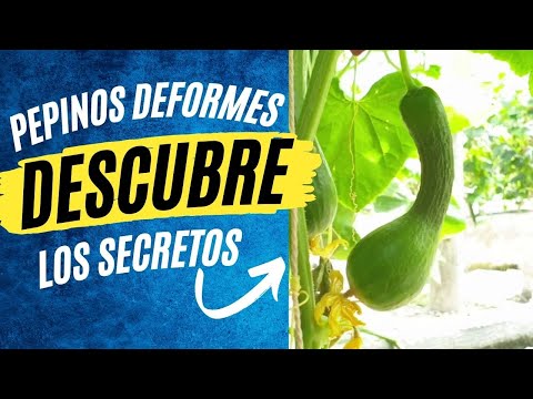 , title : 'Descubre los secretos de los Pepinos Deformes! 🥒💥 | Consejos de Jardinería #pepino'