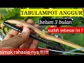 cara menanam anggur dalam pot untuk pemula agar cepat berbuah