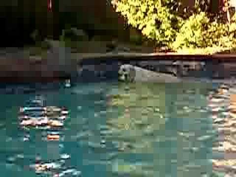 Lucy The World Famous Noise Making Swmming Dog