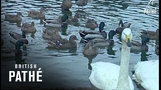 Zoo For British Animals Aka Zoo For British Wild Animals (1964)