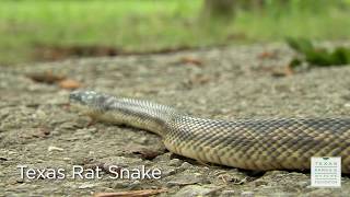 Creature Feature: Texas Rat Snake