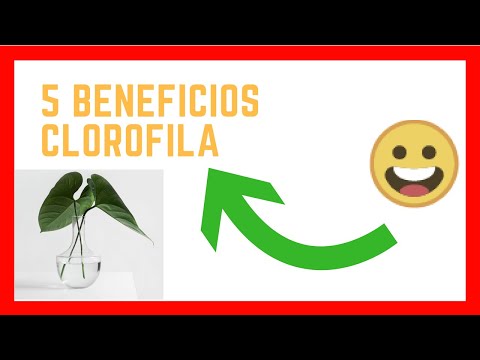 5 Beneficios de consumir clorofila