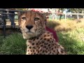 King Cheetah Brothers Reign At The San Diego Zoo Safari Park