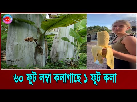 কলাগাছের দৈর্ঘ্য ৬০ ফুট !  এক একটি কলা দেখতে ১ ফুট ! Indonesia Banana Tree  | News Bd