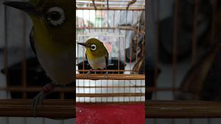 Download lagu Master Pleci Auriventer || Pancingan Pleci Auri || Suara Pleci Auri Betina || Vemale Puteh mp3