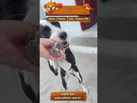 Vídeo de Flora