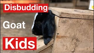 Disbudding Goats How To Do It Without Regrowth