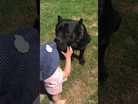 Giant CANE CORSO dog shows teeth to child