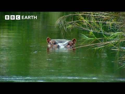 Angry Hippos vs Steve Backshall | Deadly 60 | BBC Earth Kids