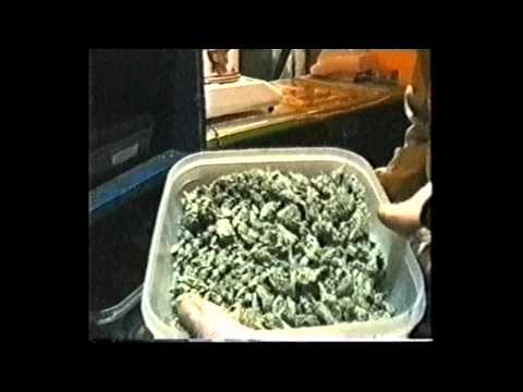 Jimmy G Ganjaland family (The early days)