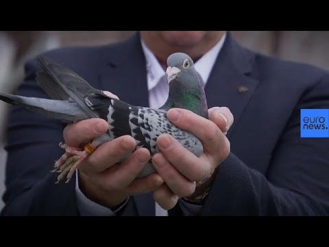 1,2 Mio. Euro: Teuerste Taube der Welt bei Auktion in Belgien versteigert