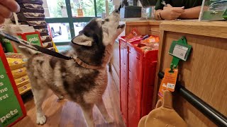 Huskies Should Never Be Trusted In Shops! So Embarrassing!