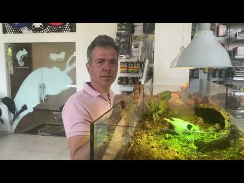 ChameleonFarm - UPDATE - A teknősjövevények birtokba vették új helyüket