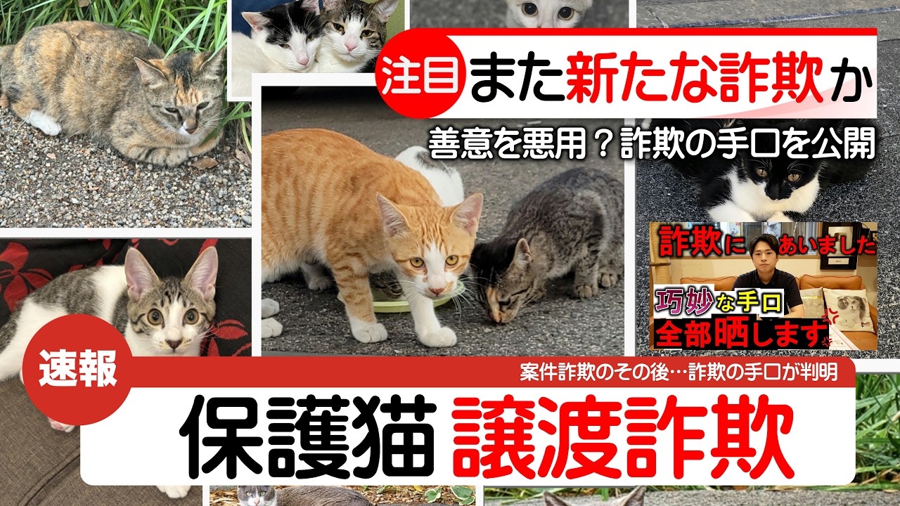 【かわいそうビジネス】保護猫を利用した悪質な譲渡詐欺の手口を公開します。