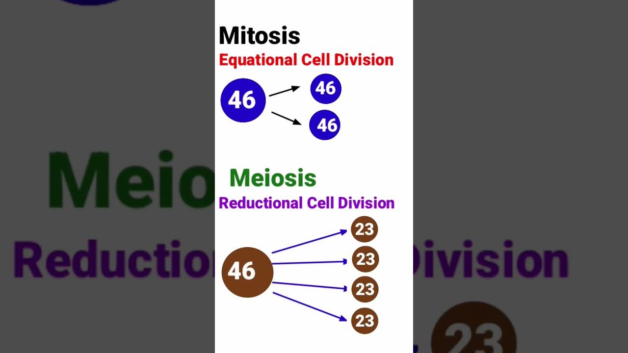 Mitosis and Meiosis