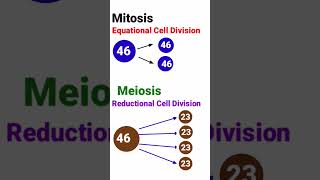Mitosis and Meiosis