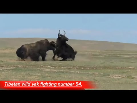 Tibetan wild yak fighting number 54.